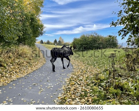 A moose crosses a leaf-covered path surrounded by trees and grass under a blue sky with wispy clouds, creating a peaceful autumn scene.