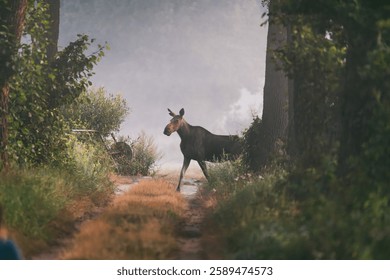 Moose Crossing a Forest Path