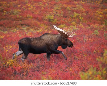 Moose In Denali National Park, Alaska