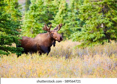 Moose, Denali National Park and Preserve, Alaska, USA