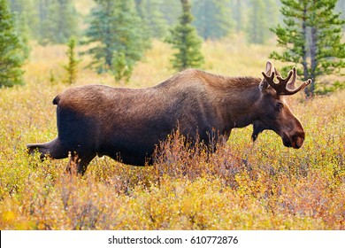 Moose, Denali National Park And Preserve, Alaska, USA