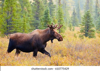 Moose, Denali National Park And Preserve, Alaska, USA