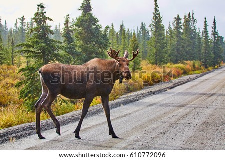 Moose, Denali National Park and Preserve, Alaska, USA