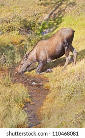 Moose drinking at a stream.