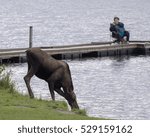 moose drinks in front of lady