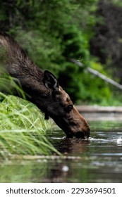 A moose drinks from a river