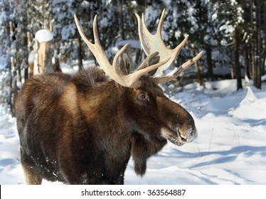 Moose During Winter