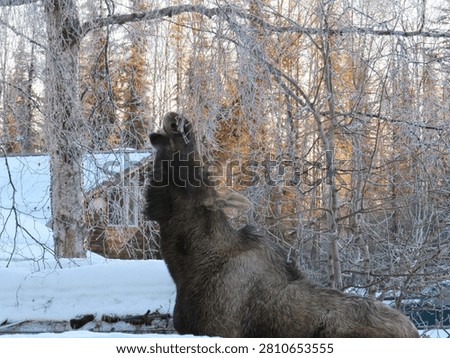 Moose eating from a tree during winter in Alaka