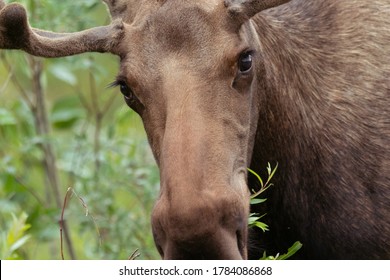 Moose eating willow branches while staring at us