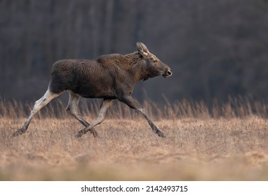 Moose , Elk ( Alces alces ) close up