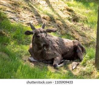 Moose Or European Elk, Alces Alces, Bull With Antlers And Velvet Skin Lying Down In The Grass In The Forest In Kristiansand Dyrepark.