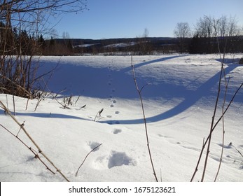 Moose Foot Prints In The Snow