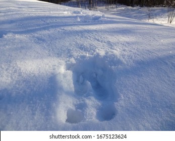 Moose Foot Prints In The Snow