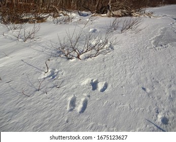 Moose Foot Prints In The Snow