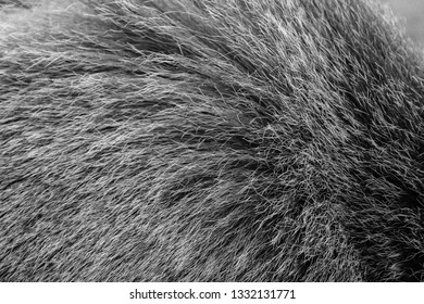 Moose Fur Hair Texture Closeup Stock Photo 1332131771 | Shutterstock