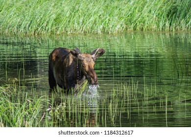 Moose In Glacier National Park