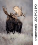 Moose in Grand Teton National Park, Wyoming