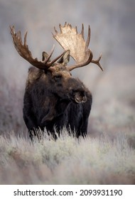 Moose in Grand Teton National Park, Wyoming - Shutterstock ID 2093931190