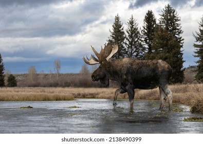 Moose In Grand Teton National Park