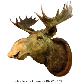 Moose Head On White Background