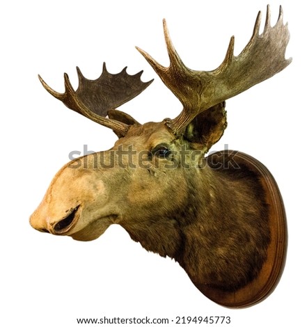 moose head on white background