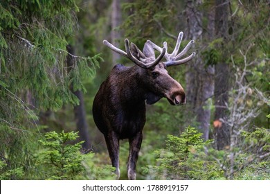 Moose hiding among the tress