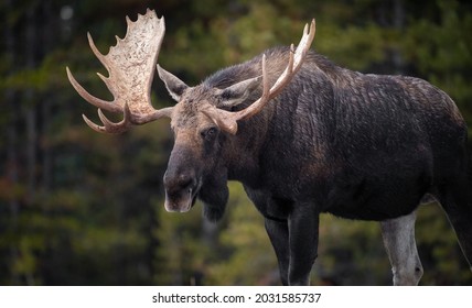 A Moose in Jasper Canada