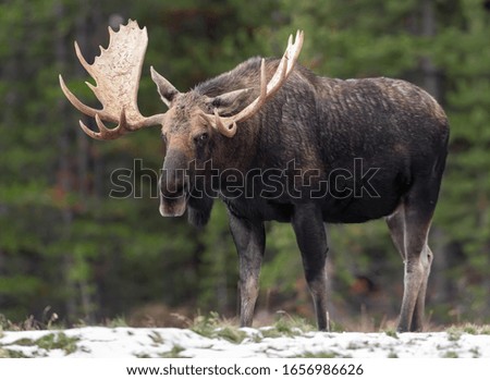 A moose in Jasper Canada 