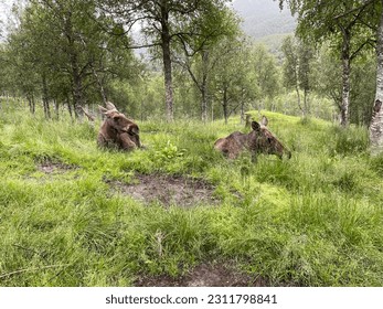 moose laying down in grass, Polarpark Bardu Norway - Shutterstock ID 2311798841