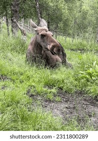 moose laying down in grass, Polarpark Bardu Norway - Shutterstock ID 2311800289