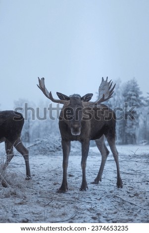 moose looking front in snowed forest in wild scandinavia.jpg