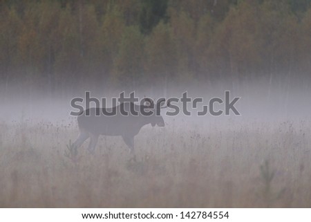 Moose in the mist