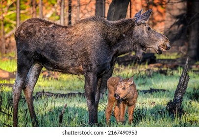 Moose mother with a moose calf. Moose family in nature. Cute moose calf with mother