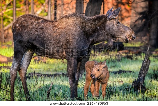 Moose mother with a moose calf. Moose family\
in nature. Cute moose calf with\
mother