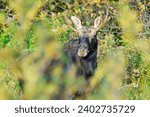 moose in the national park forillon in Quebec in autumn