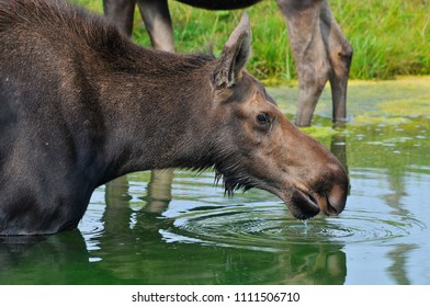 314 Palmate antler Images, Stock Photos & Vectors | Shutterstock