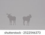 Moose on a foggy Saskatchewan day