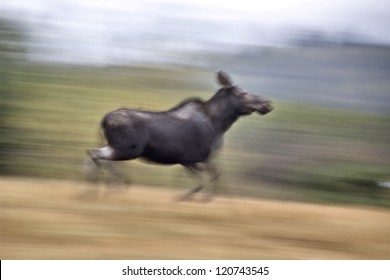 Moose On The Run Blurred And Panned Image Canada