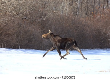 Moose On The Run In Winter