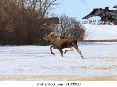 Moose On The Run In Winter