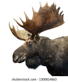 Moose (or Elk) With Huge Antlers Isolated On White.