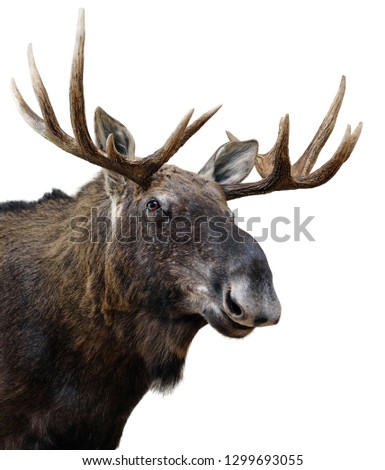 Moose (or Elk) isolated on white.