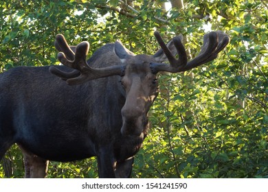 Moose Out In Anchorage, AK