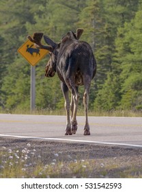 Moose Reads Road Sign