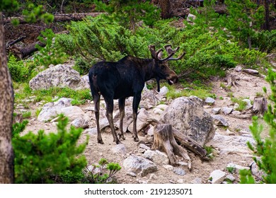 A Moose At A Salt Lick.