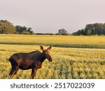 Moose in the Saskatchewan prairies 