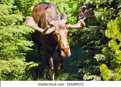 Moose Seen In Glacier National Park