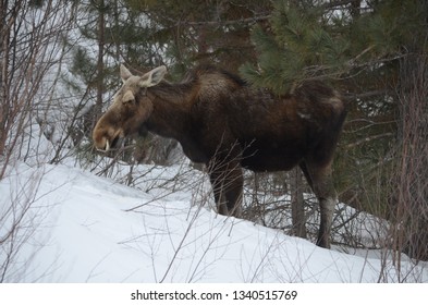 495 Side View Of Moose Images, Stock Photos & Vectors | Shutterstock