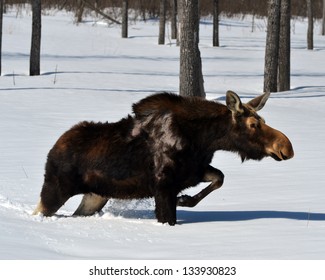 Moose Sinking In Deep Snow