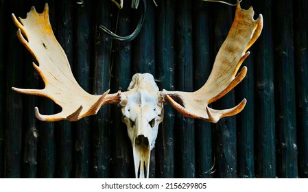 Moose Skull Animal Skeletons Dark Blue Stock Photo 2156299805